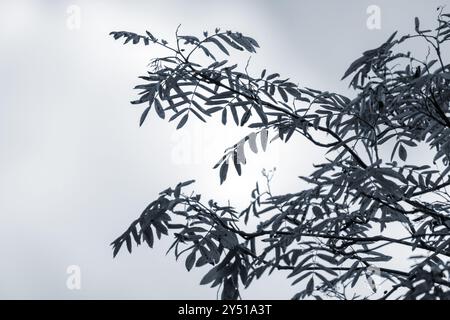 Les feuilles d'arbre de Rowan sont sur fond de ciel bleu flou, photo rapprochée avec mise au point sélective. Photo tonifiée de la saison d'automne Banque D'Images