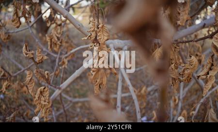 Gros plan de feuilles brunes desséchées sur des branches d'arbustes, représentant les effets de la sécheresse dans la murcie naturelle, en espagne. Banque D'Images