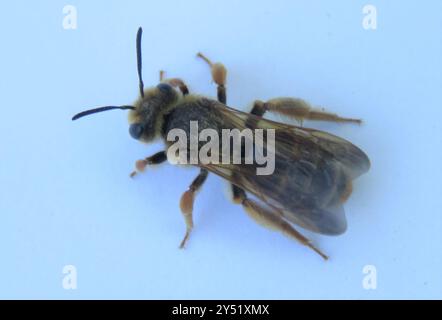 Prunus Miner Bee (Andrena prunorum) Insecta Banque D'Images