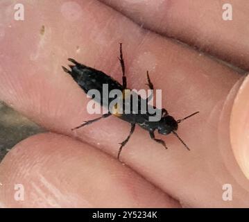 Insecte du coléoptère des Roves à taches rouges (Platydracus fossator) Banque D'Images