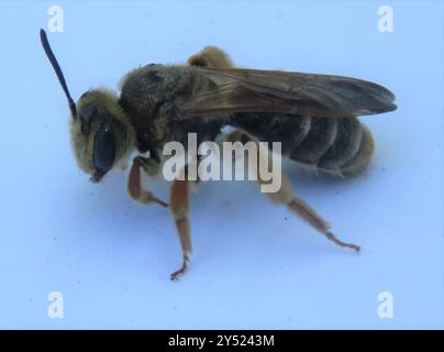 Prunus Miner Bee (Andrena prunorum) Insecta Banque D'Images