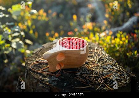 Airelles rouges fraîches dans une tasse en bois dans la forêt en Finlande Banque D'Images