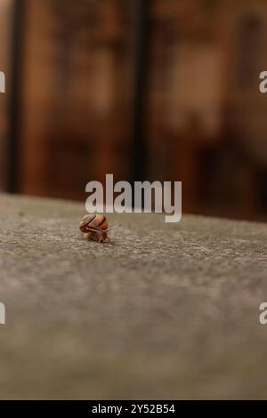 Escargot rampant sur une surface en pierre Banque D'Images