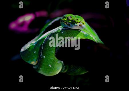 portrait arbre vert phyton sur la branche Banque D'Images