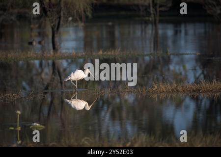 Un portrait d'un seul bec de cuillère à bec jaune chasse le long du bord des terres humides du lac Dunn encadrées dans son habitat de terres humides. Banque D'Images