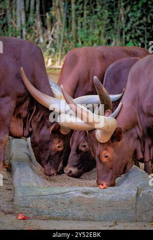 des vaches watusi dans la prairie Banque D'Images