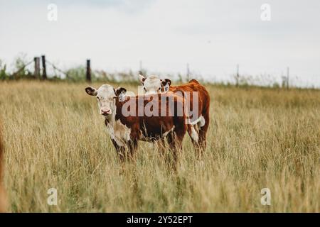 veaux de bœuf debout dans les pâturages avec de hautes herbes Banque D'Images