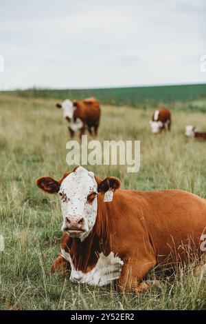 vache de bœuf couchée en pâturage Banque D'Images
