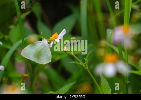 Papillons perchés sur des fleurs de Biden Alba en fleurs Banque D'Images