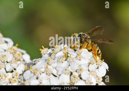 Prunus Miner Bee (Andrena prunorum) Insecta Banque D'Images