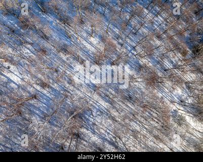 Vue aérienne aérienne d'une forêt de hêtres enneigés en hiver dans le massif du Montseny (la Selva, Gérone, Catalogne, Espagne) Banque D'Images