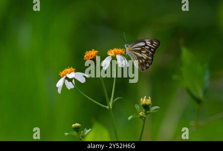 gros plan d'un papillon en chocolat blanc sur une fleur en fleurs. Banque D'Images