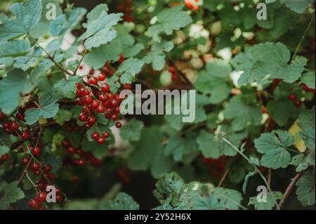 Groseilles rouges mûres dans un jardin avec fond vert naturel Banque D'Images