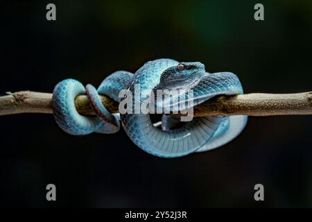 Trimeresurus insularis est une vipère venimeuse Banque D'Images