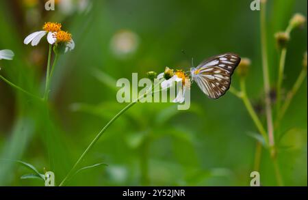 gros plan d'un papillon en chocolat blanc sur une fleur en fleurs. Banque D'Images