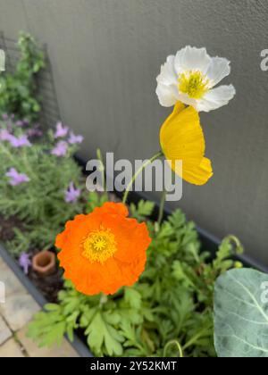 Fleurs de coquelicot dans les couleurs jaune, blanc et orange - jardin balcon Banque D'Images