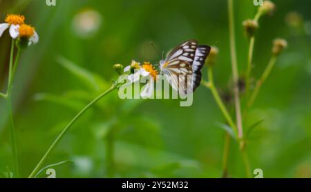 gros plan d'un papillon en chocolat blanc sur une fleur en fleurs. Banque D'Images
