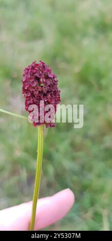 Grand burnet (Sanguisorba officinalis) Plantae Banque D'Images