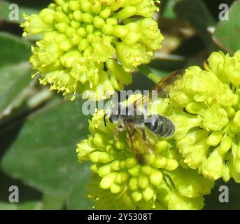 Prunus Miner Bee (Andrena prunorum) Insecta Banque D'Images