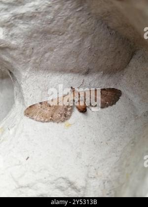 Carlin d'armoise (Eupithecia absinthiata) Insecta Banque D'Images