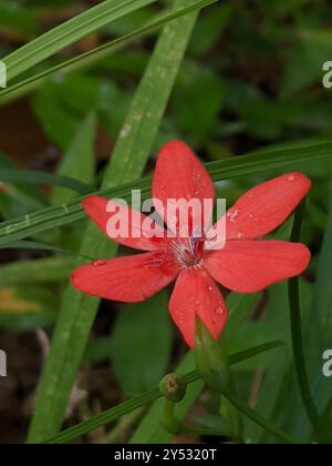 (Freesia laxa laxa) Plantae Banque D'Images