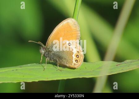 L'insecte de la lande de Darwin (Coenonympha darwiniana) Banque D'Images