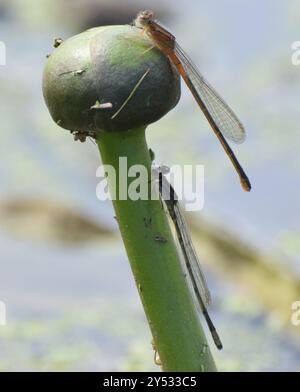 Insecta Eastern Forktail (Ischnura verticalis) Banque D'Images