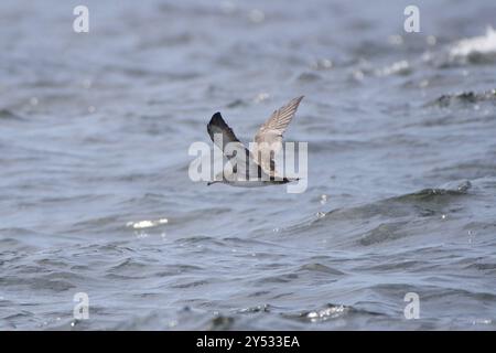 Shearwater (Ardenna creatopus) Aves Banque D'Images