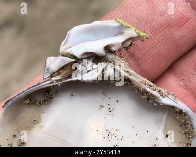 Palourde de Pismo (Tivela stultorum) Mollusca Banque D'Images