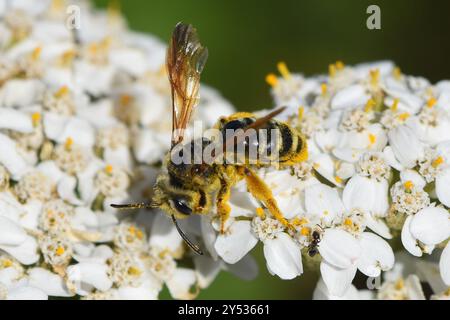 Prunus Miner Bee (Andrena prunorum) Insecta Banque D'Images