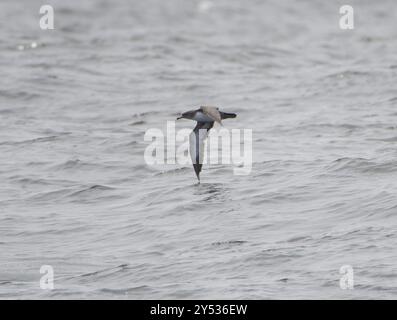 Shearwater (Ardenna creatopus) Aves Banque D'Images