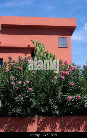 Perpignan, France. Maison peinte en orange avec buisson fleuri rose Banque D'Images