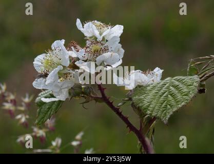 Fleurs Blackberry Banque D'Images