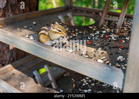 Сute Tipmunk de Sibérie (Eutamias sibiricus) mangeant des graines de tournesol et des noix d'une mangeoire dans le parc forestier Banque D'Images