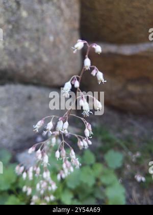 Alumroots (Heuchera) Plantae Banque D'Images