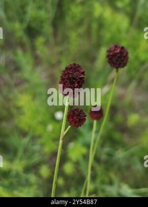 Grand burnet (Sanguisorba officinalis) Plantae Banque D'Images