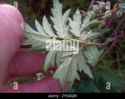 Mûrier à feuilles coupées (Rubus laciniatus) Plantae Banque D'Images