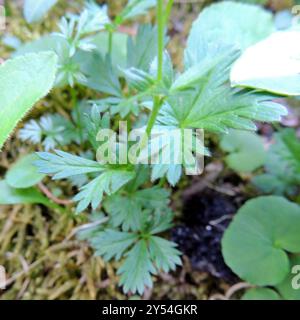 Plancre alpine (Potentilla crantzii) Plantae Banque D'Images