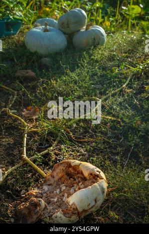 Gros plan d'une citrouille en décomposition gisant sur le sol. La citrouille est partiellement ouverte, révélant ses graines et les restes de son intérieur. Banque D'Images