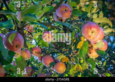 Gros plan d'un pommier rouge chargé de pommes mûres et juteuses. La lumière du soleil filtre à travers les feuilles, projetant des ombres chaudes sur le fruit. Banque D'Images