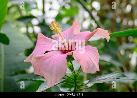 Une tête de fleur individuelle Hibiscus rosa-sinensis rose élégante, Une fleur d'hibiscus rose vibrante en pleine floraison Banque D'Images