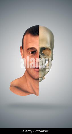 Concept médical de demi-anatomie crânienne et faciale Banque D'Images