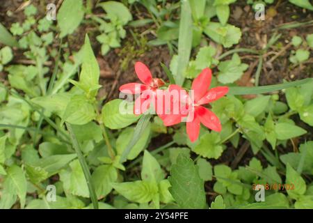 (Freesia laxa laxa) Plantae Banque D'Images