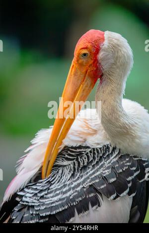 La cigogne peinte sauvage dans le zoo negara. C'est une grosse échassière de la famille des cigognes. On le trouve dans les zones humides des plaines de l'Asie tropicale au sud Banque D'Images