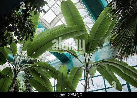 Prise de vue à faible angle de feuilles vertes de bananier et plafond de verre de café écologique Banque D'Images