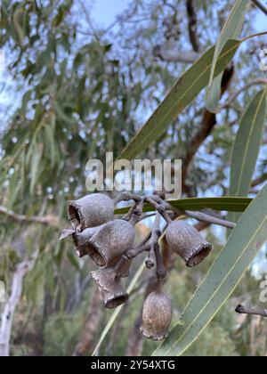 Bois de sang du désert (Corymbia terminalis) Plantae Banque D'Images