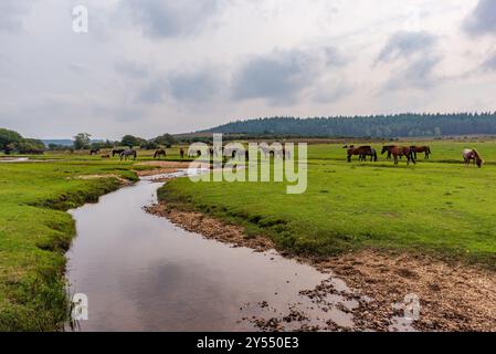 Ogdens, Frogham, Fordingbridge, Hampshire, Angleterre, Royaume-Uni, 20 septembre 2024, midi : alerte météo pour les orages dans le sud. Atmosphère lourde et humide à l'approche de l'orage. Les poneys New Forest se rassemblent près d'un ruisseau sous un ciel de plomb. Crédit : Paul Biggins/Alamy Live News Banque D'Images