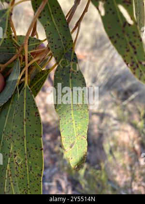 Bois de sang du désert (Corymbia terminalis) Plantae Banque D'Images