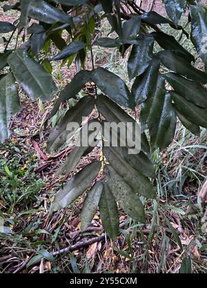 Plantae de haricot noir (Castanospermum australe) Banque D'Images