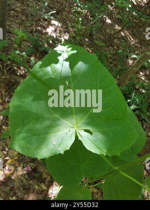 Arbre princesse (Paulownia tomentosa) Plantae Banque D'Images